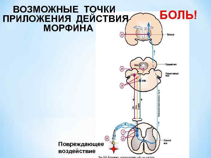 ВОЗМОЖНЫЕ ТОЧКИ ПРИЛОЖЕНИЯ ДЕЙСТВИЯ МОРФИНА Повреждающее воздействие БОЛЬ! 