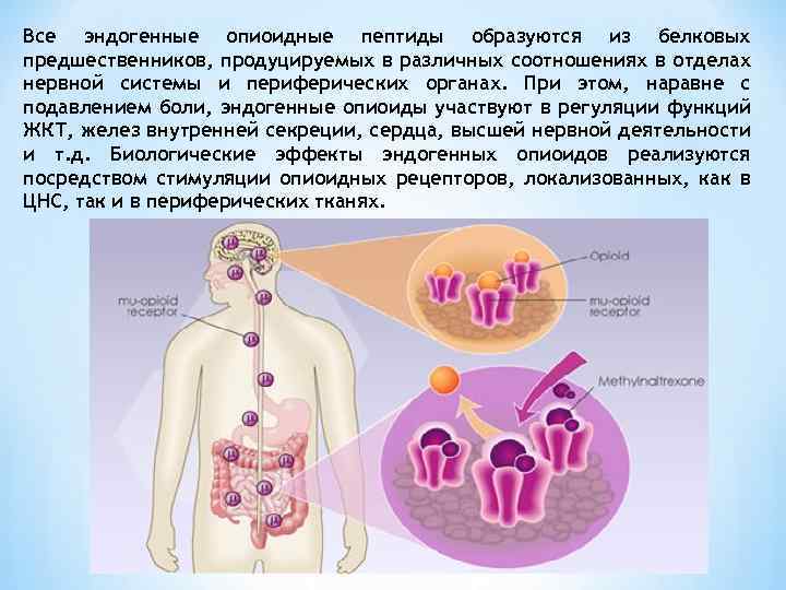 Все эндогенные опиоидные пептиды образуются из белковых предшественников, продуцируемых в различных соотношениях в отделах