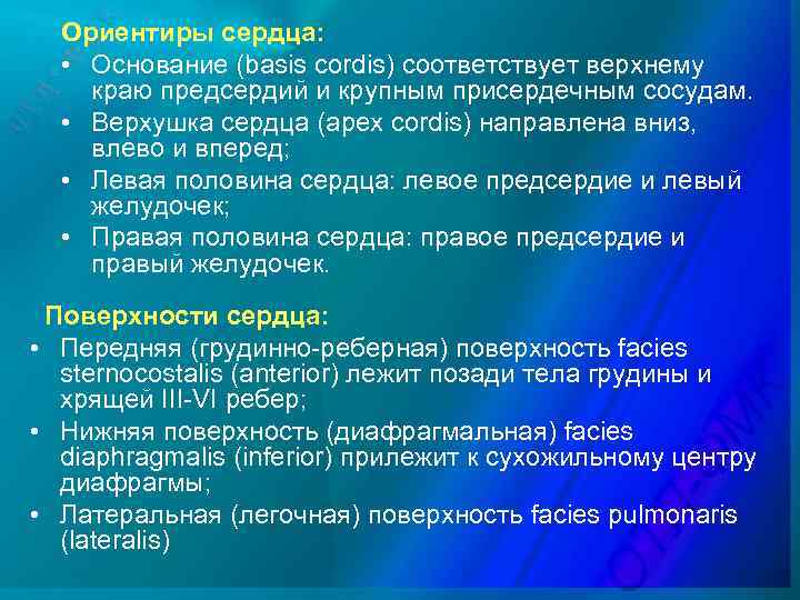 Ориентиры сердца: • Основание (basis cordis) соответствует верхнему краю предсердий и крупным присердечным сосудам.