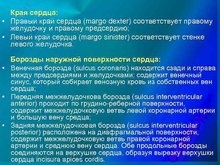 Края сердца: • Правый край сердца (margo dexter) соответствует правому желудочку и правому предсердию;