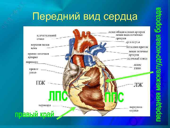 Передний вид сердца 