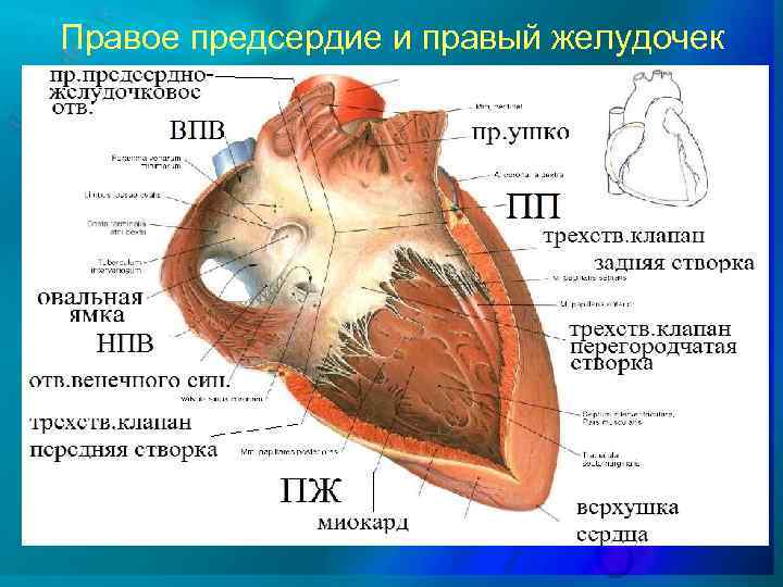 Правый желудочек отделен от правого предсердия. Правый желудочек. Правое предсердие и правый желудочек. Правый желудочек сердца. Строение левого предсердия.