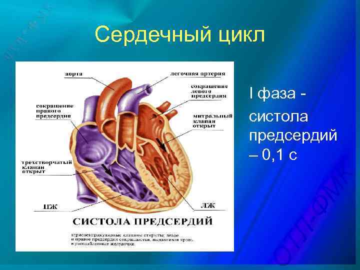 Каковы функции клапанов в фазе систолы предсердий. Сердечный цикл.