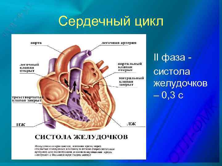 Сердечный цикл II фаза систола желудочков – 0, 3 с 