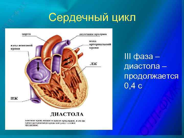 Сердечный цикл III фаза – диастола – продолжается 0, 4 с 