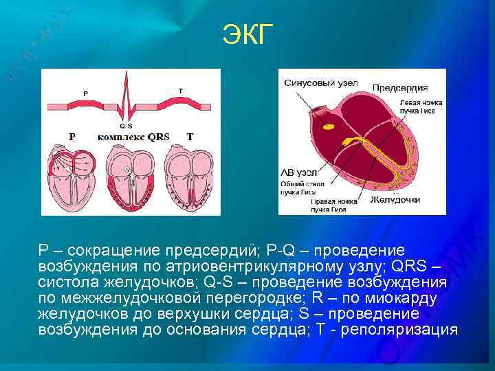 ЭКГ P – сокращение предсердий; P-Q – проведение возбуждения по атриовентрикулярному узлу; QRS –