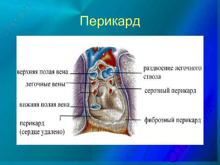 Полость перикарда. Переходная складка перикарда. Перикард Тип ткани. Листки перикарда называются. Перикард первичная полость.