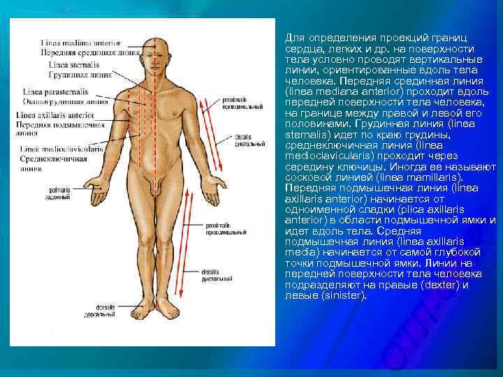 Определение поверхности тела. Линии на поверхности тела человека. Линии условно проводимые на поверхности тела. Линии на теле человека анатомия. Проекция условных линий на поверхности тела человека.