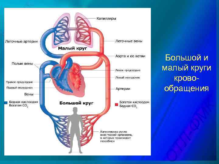 Большой и малый круги кровообращения 