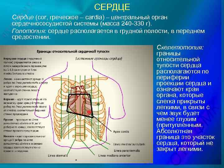 Голотопия