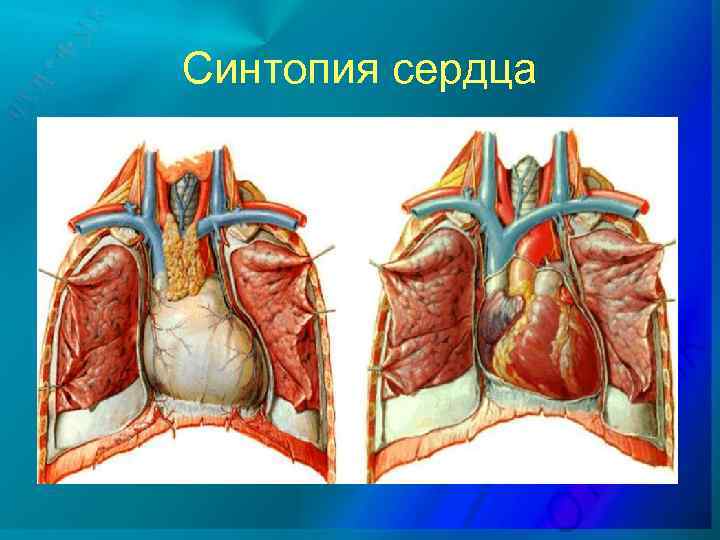 Внутренности человека фото настоящие