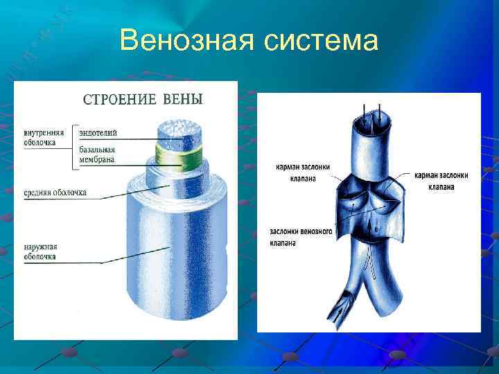 Венозная система 