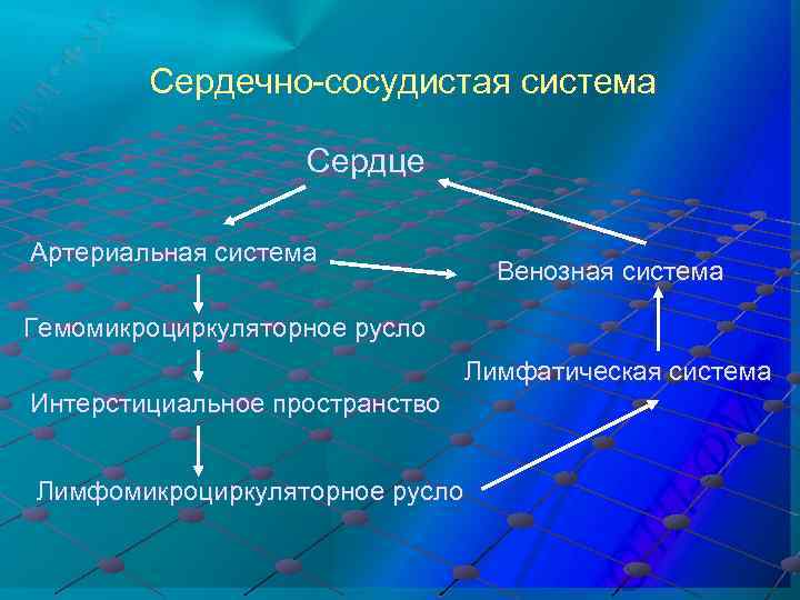 Сердечно-сосудистая система Сердце Артериальная система Венозная система Гемомикроциркуляторное русло Лимфатическая система Интерстициальное пространство Лимфомикроциркуляторное