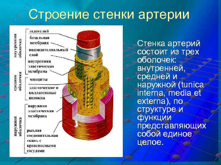 Строение стенки артерии Стенка артерий состоит из трех оболочек: внутренней, средней и наружной (tunica