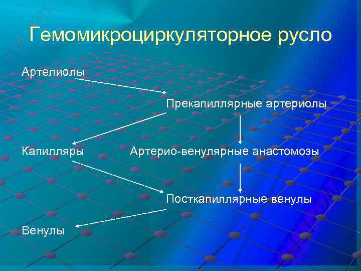 Гемомикроциркуляторное русло Артелиолы Прекапиллярные артериолы Капилляры Артерио-венулярные анастомозы Посткапиллярные венулы Венулы 