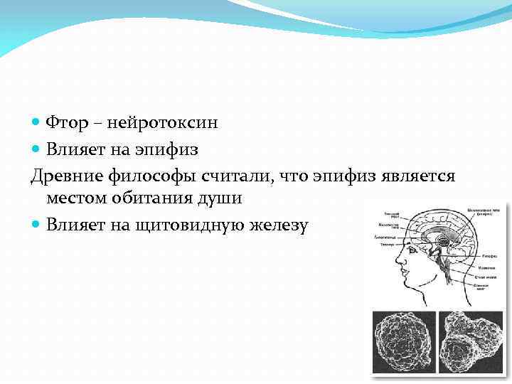  Фтор – нейротоксин Влияет на эпифиз Древние философы считали, что эпифиз является местом