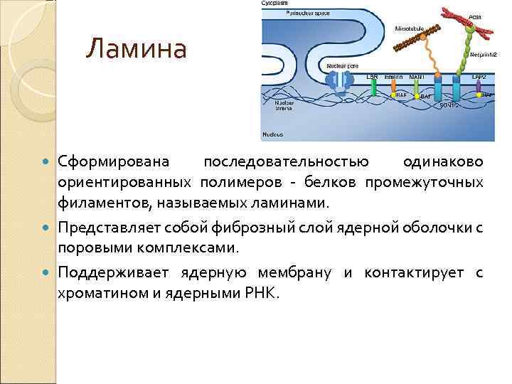 Ламина Сформирована последовательностью одинаково ориентированных полимеров - белков промежуточных филаментов, называемых ламинами. Представляет собой