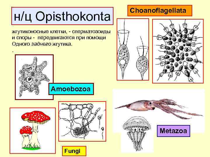 н/ц Opisthokontа Choanoflagellata жгутиконосные клетки, - сперматозоиды и споры - передвигаются при помощи Одного