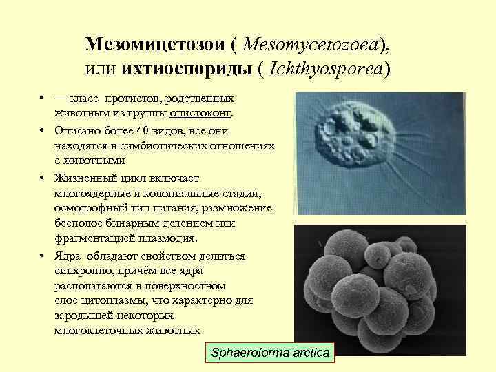Мезомицетозои ( Mesomycetozoea), или ихтиоспориды ( Ichthyosporea) • — класс протистов, родственных животным из