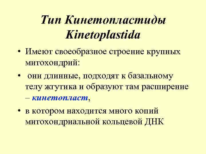 Тип Кинетопластиды Kinetoplastida • Имеют своеобразное строение крупных митохондрий: • они длинные, подходят к
