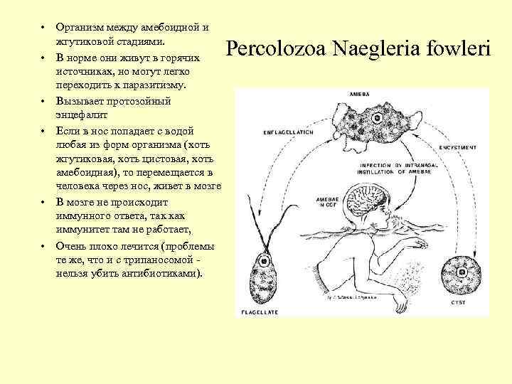  • • • Организм между амебоидной и жгутиковой стадиями. В норме они живут