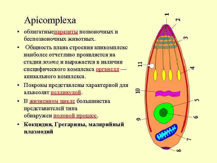 Apicomplexa • облигатныепаразиты позвоночных и беспозвоночных животных. • Общность плана строения апикомплекс наиболее отчетливо