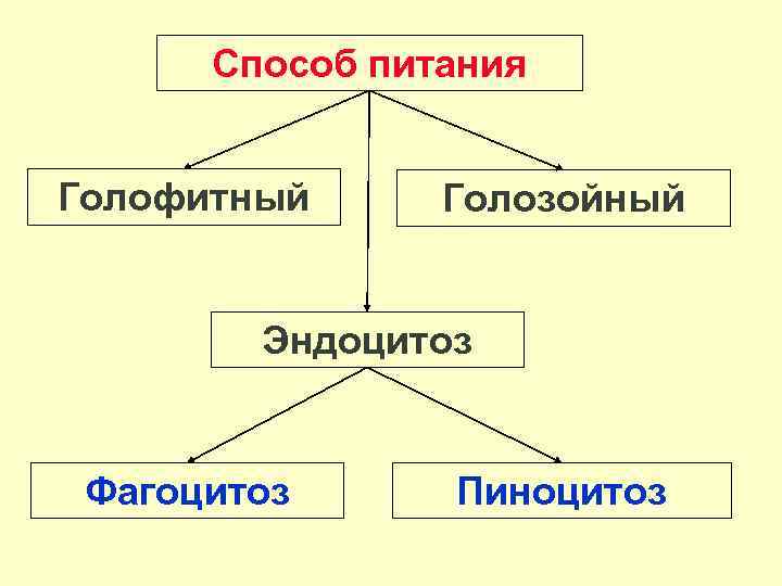 Способ питания Голофитный Голозойный Эндоцитоз Фагоцитоз Пиноцитоз 