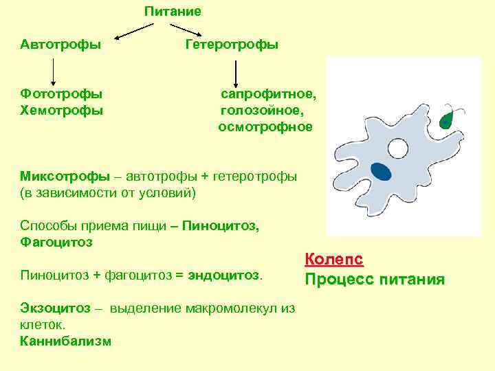 Питание Автотрофы Гетеротрофы Фототрофы сапрофитное, Хемотрофы голозойное, осмотрофное Миксотрофы – автотрофы + гетеротрофы (в