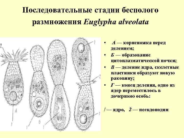 Последовательные стадии бесполого размножения Euglypha alveolata • А — корненожка перед делением; • Б