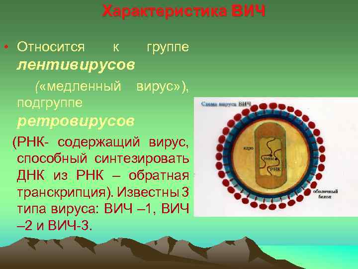  Характеристика ВИЧ • Относится к группе лентивирусов ( «медленный вирус» ), подгруппе ретровирусов