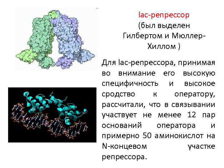 lac-репрессор (был выделен Гилбертом и Мюллер. Хиллом ) Для lac-репрессора, принимая во внимание его