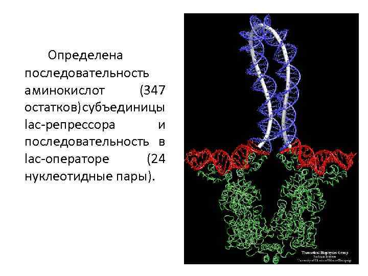 Определена последовательность аминокислот (347 остатков) субъединицы lac-репрессора и последовательность в lac-операторе (24 нуклеотидные пары).