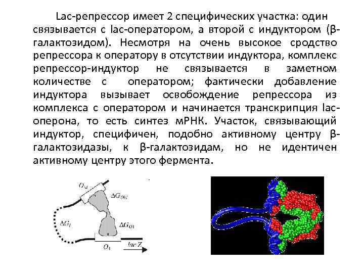 Lac-репрессор имеет 2 специфических участка: один связывается с lac-оператором, а второй с индуктором (βгалактозидом).