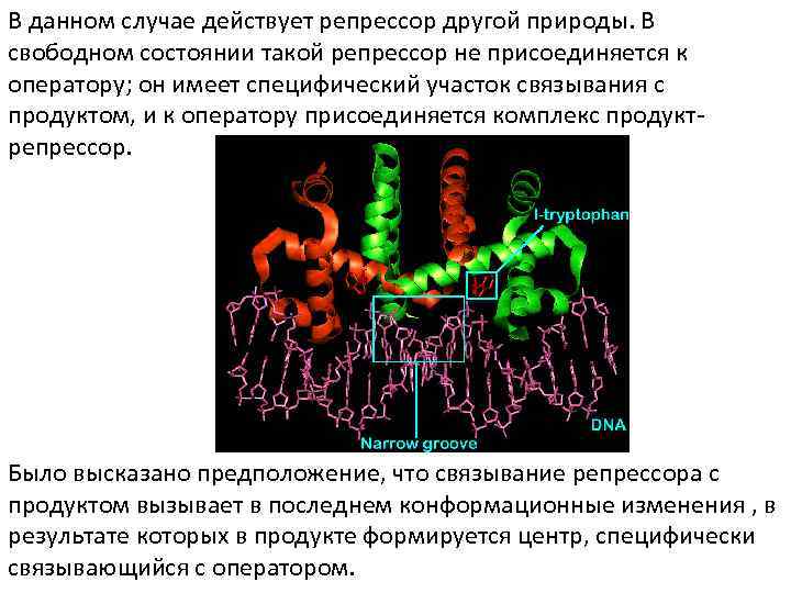 В данном случае действует репрессор другой природы. В свободном состоянии такой репрессор не присоединяется