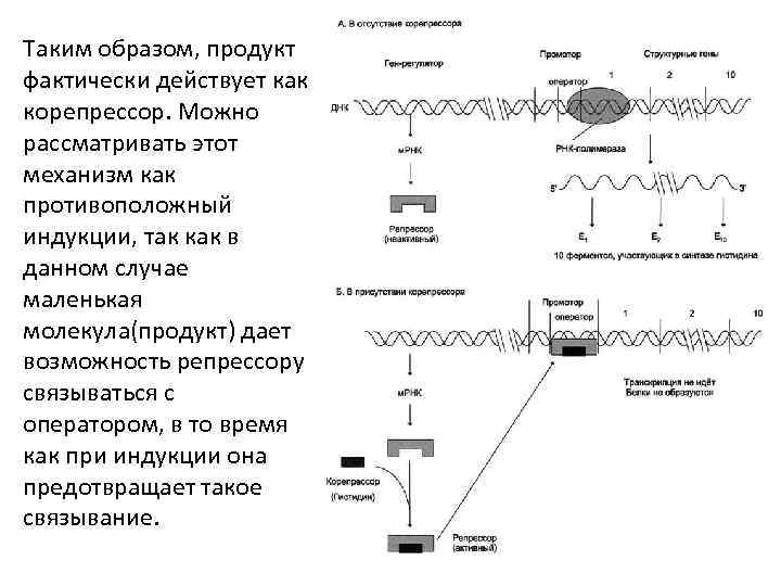 Таким образом, продукт фактически действует как корепрессор. Можно рассматривать этот механизм как противоположный индукции,