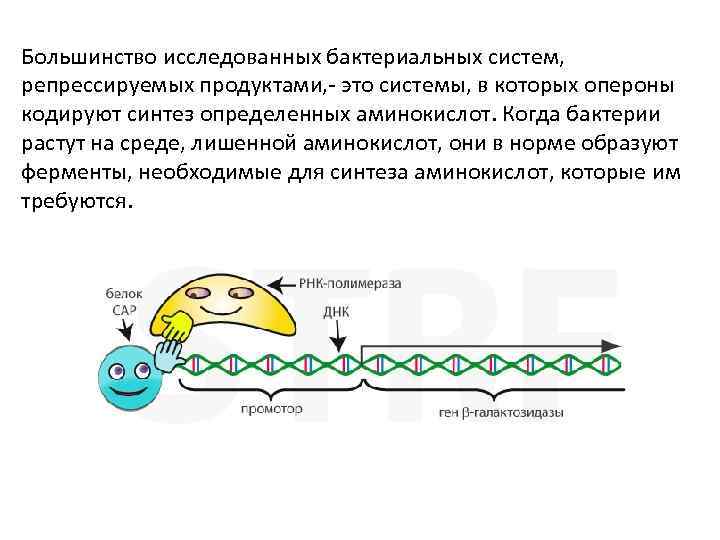 Большинство исследованных бактериальных систем, репрессируемых продуктами, - это системы, в которых опероны кодируют синтез