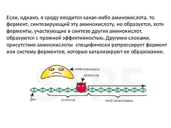 Если, однако, в среду вводится какая-либо аминокислота, то фермент, синтезирующий эту аминокислоту, не образуется,