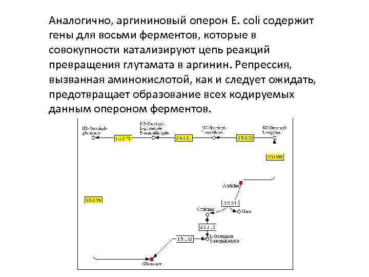 Аналогично, аргининовый оперон E. coli содержит гены для восьми ферментов, которые в совокупности катализируют