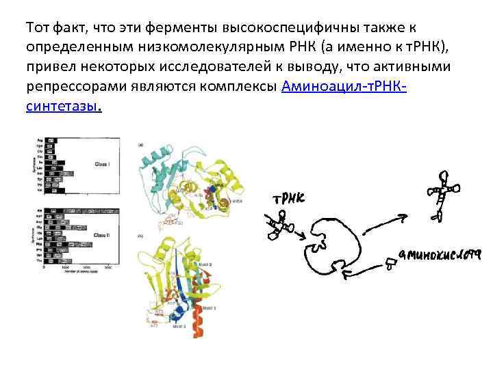 Тот факт, что эти ферменты высокоспецифичны также к определенным низкомолекулярным РНК (а именно к