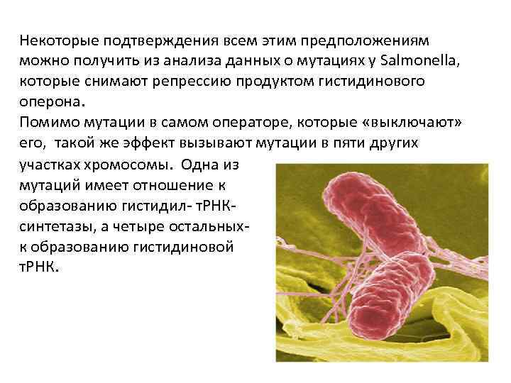 Некоторые подтверждения всем этим предположениям можно получить из анализа данных о мутациях у Salmonella,