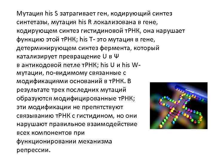 Мутация his S затрагивает ген, кодирующий синтез синтетазы, мутация his R локализована в гене,