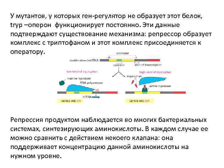 У мутантов, у которых ген-регулятор не образует этот белок, tryp –оперон функционирует постоянно. Эти
