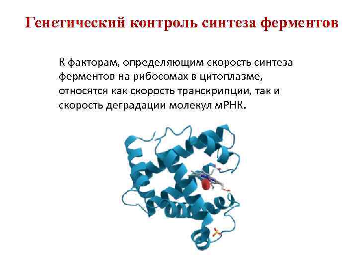 Белки ферменты синтезируются в. Схема генетического контроля синтеза ферментов у бактерий. Генетическая регуляция синтеза ферментов. Где Синтез ферментов. Ферменты синтезируются.
