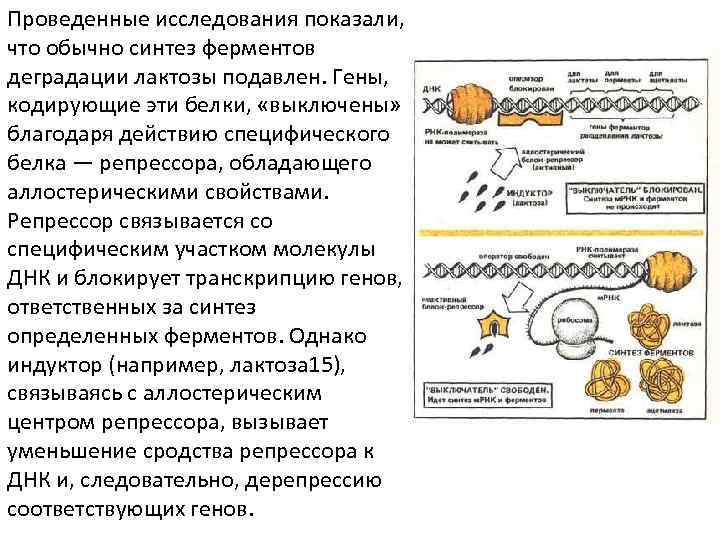 Проведенные исследования показали, что обычно синтез ферментов деградации лактозы подавлен. Гены, кодирующие эти белки,