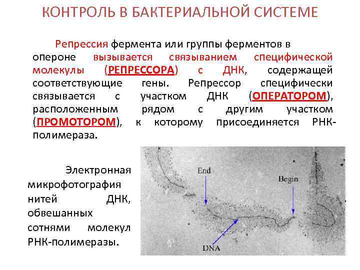 КОНТРОЛЬ В БАКТЕРИАЛЬНОЙ СИСТЕМЕ Репрессия фермента или группы ферментов в опероне вызывается связыванием специфической