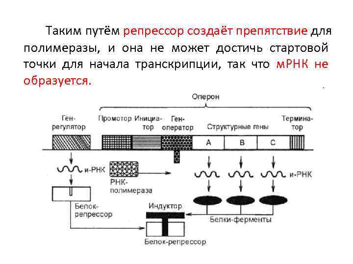 Схема строения оперонов бактерий