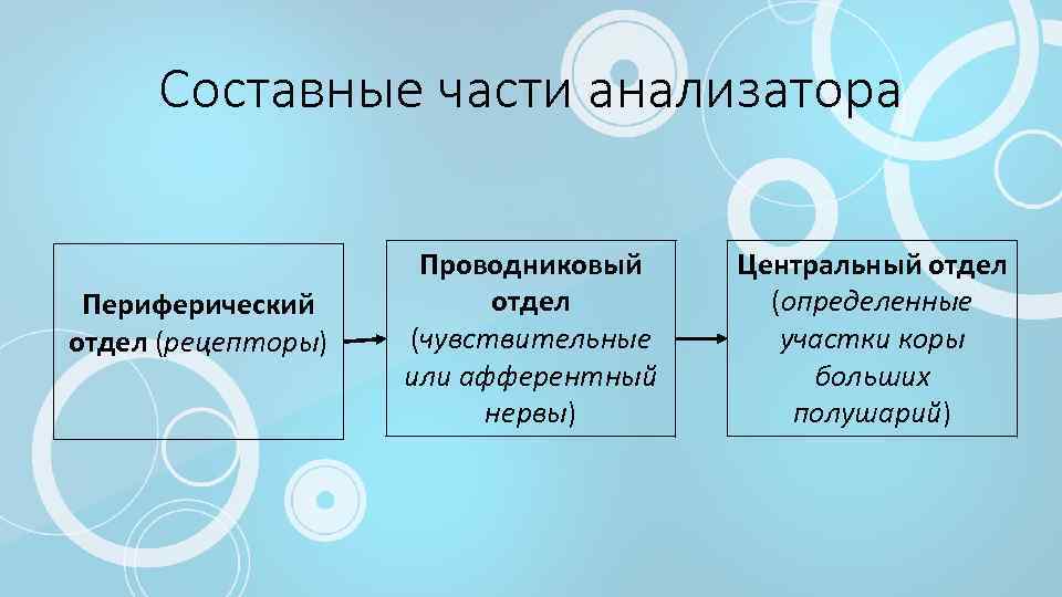 Составные части анализатора Периферический отдел (рецепторы) Проводниковый отдел (чувствительные или афферентный нервы) Центральный отдел