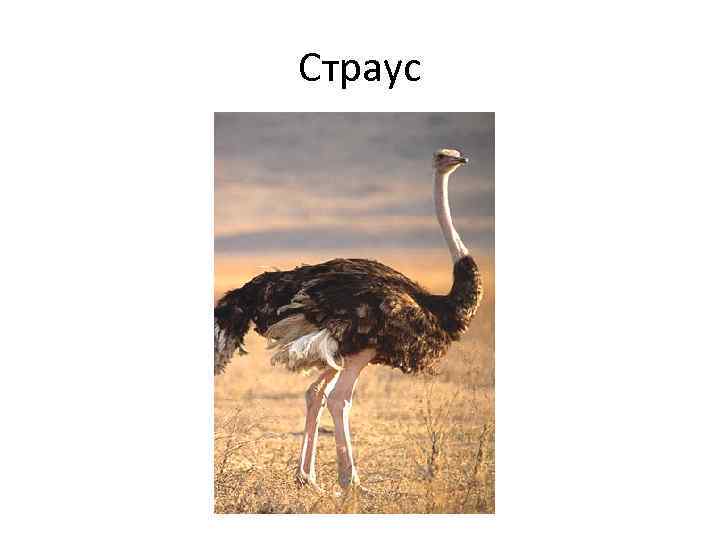 Страус 