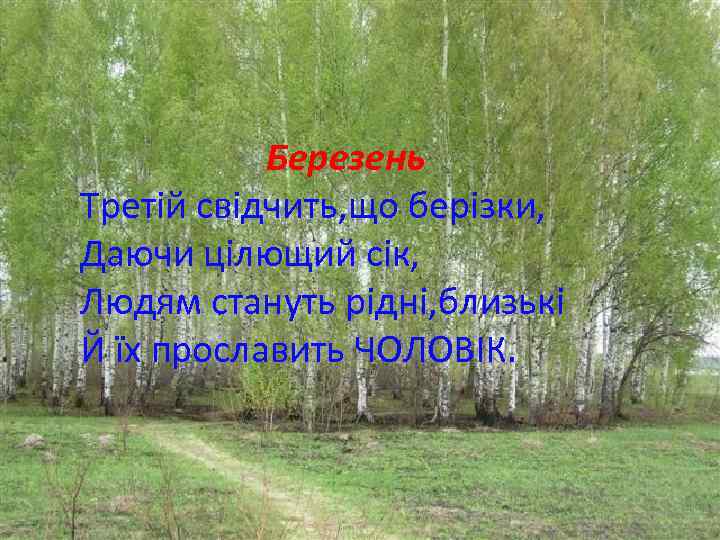 Березень Третій свідчить, що берізки, Даючи цілющий сік, Людям стануть рідні, близькі Й їх