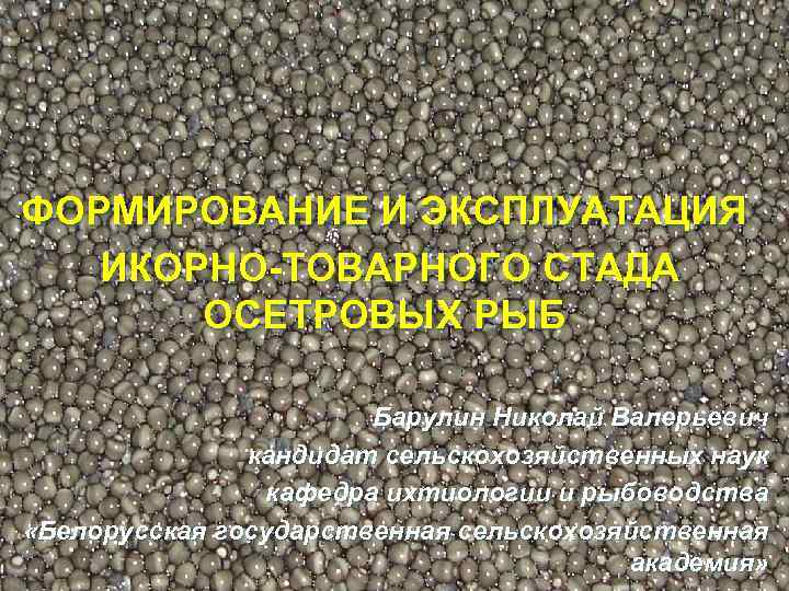 ФОРМИРОВАНИЕ И ЭКСПЛУАТАЦИЯ ИКОРНО-ТОВАРНОГО СТАДА ОСЕТРОВЫХ РЫБ Барулин Николай Валерьевич кандидат сельскохозяйственных наук кафедра